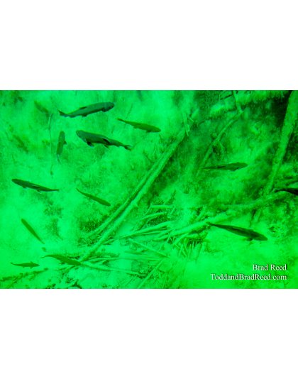 Kitchitikipi From Boat With Fish (3594)