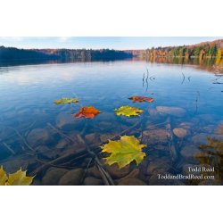 Floating Into Fall
