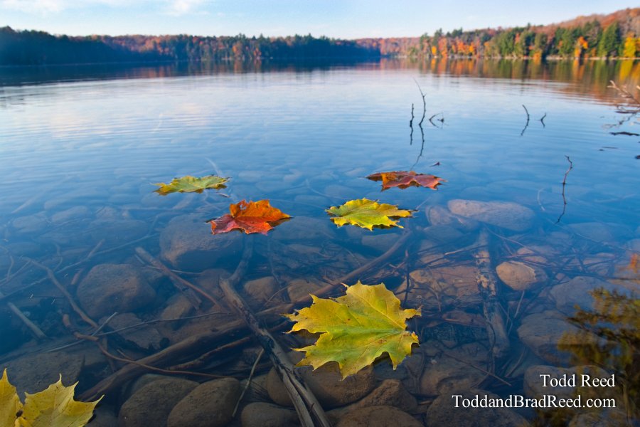 Floating Into Fall
