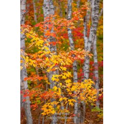 Taken at Gerlach Workshop in Munising (4134)