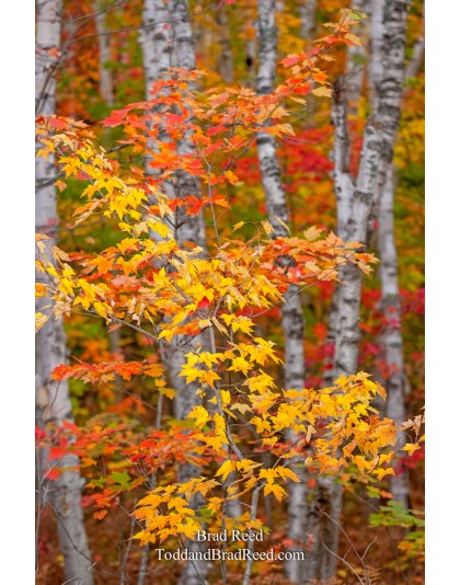Taken at Gerlach Workshop in Munising (4134)