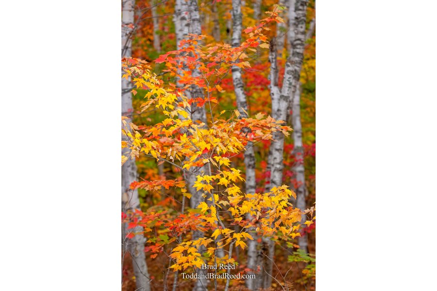 Taken at Gerlach Workshop in Munising (4134)