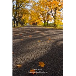 Fall Leaves on Conrad Road (4438)