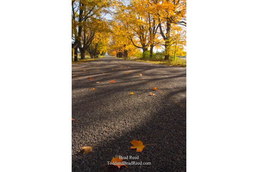 Fall Leaves on Conrad Road (4438)