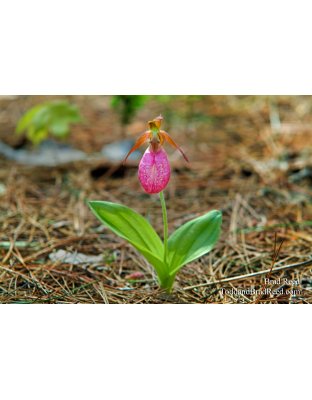 Lady Slipper (4484)