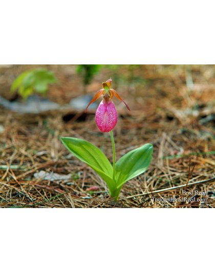Lady Slipper (4484)