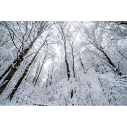 Wednesday December (6096)