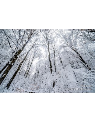 Wednesday December (6096)