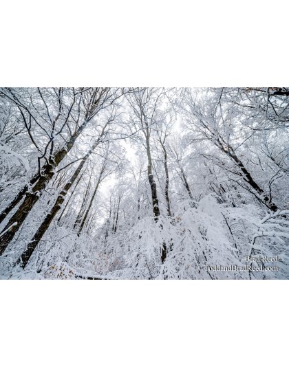 Wednesday December (6096)