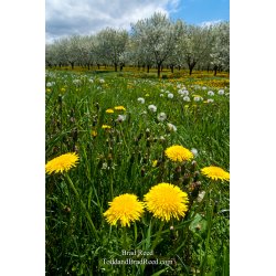 Dandelions and Fruit Trees (6303)