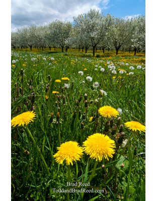 Dandelions and Fruit Trees (6303)