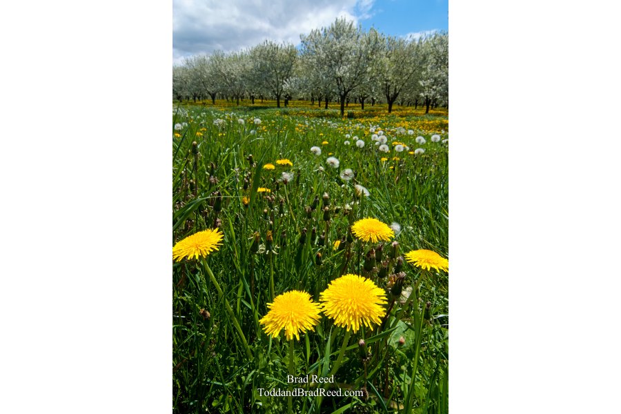 Dandelions and Fruit Trees (6303)