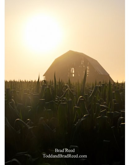 Country Strong_Vertical Crop