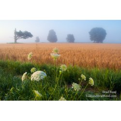 Field of Dreams