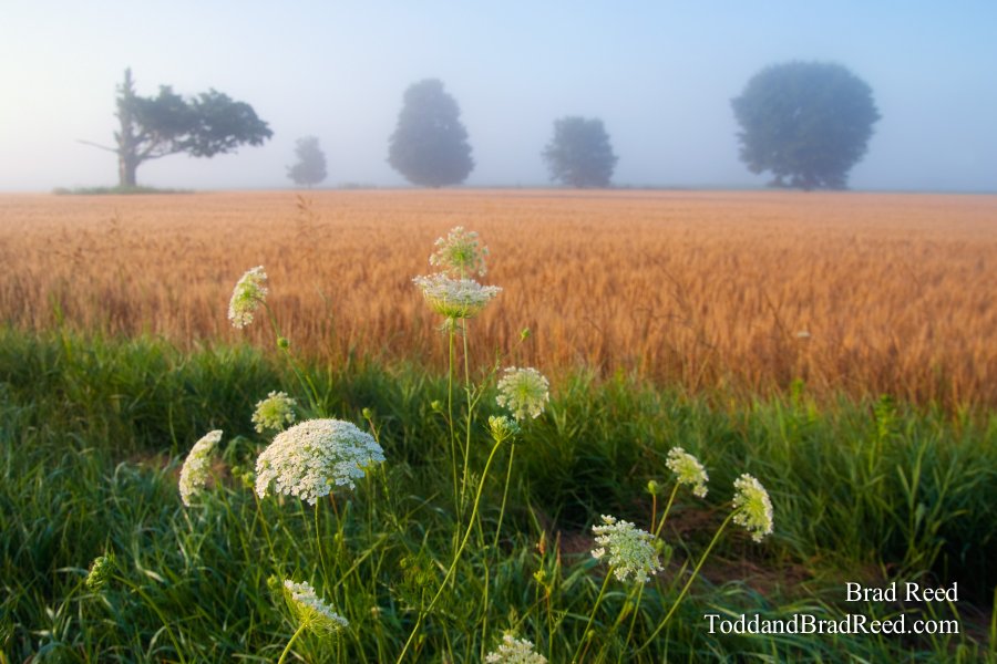 Field of Dreams