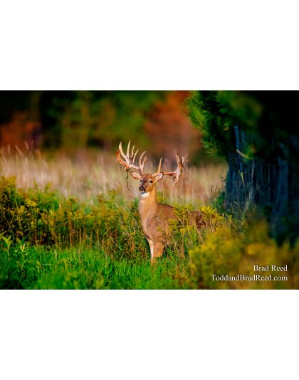 November Dream (7763)