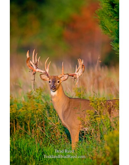 Driving in Truck at Legends Deer Ranch (7779)