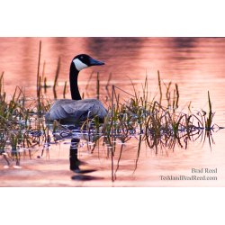 Evening Tranquility