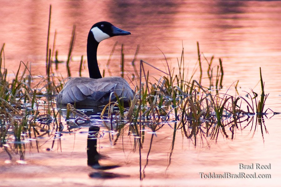 Evening Tranquility