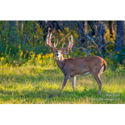 Legends Deer Ranch (7819)