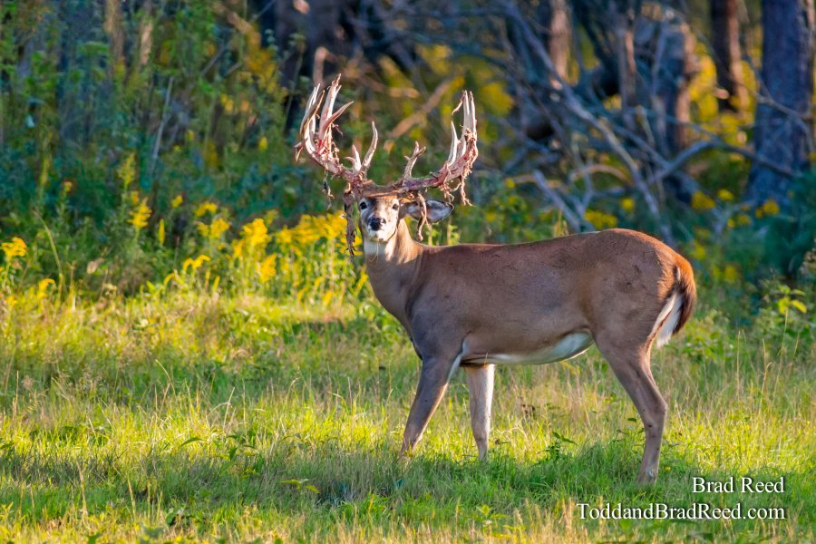 Legends Deer Ranch (7819)