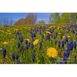 Spring Meadow (8033)