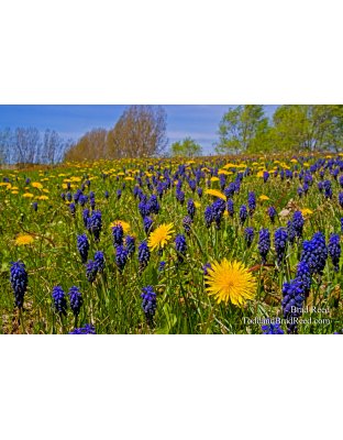 Spring Meadow (8033)