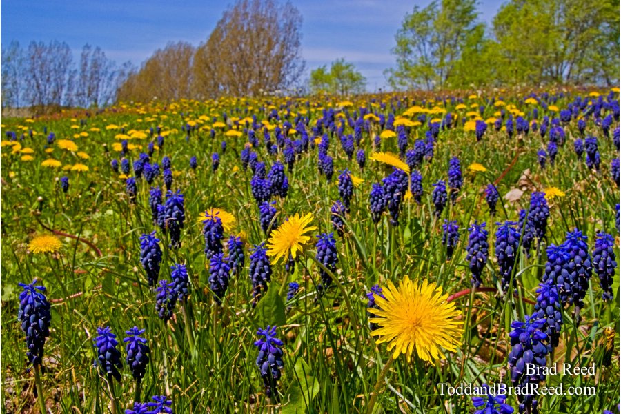 Spring Meadow (8033)