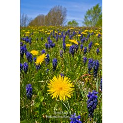 May (8035)