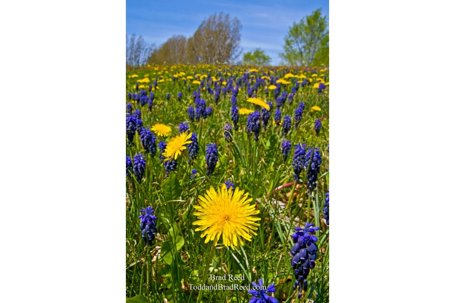 May (8035)