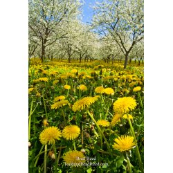 May (8042)