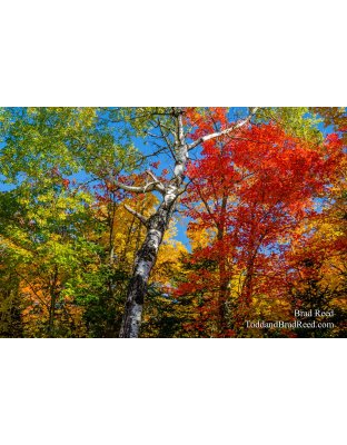 Tuesdays With Todd and Brad Reed (8133)