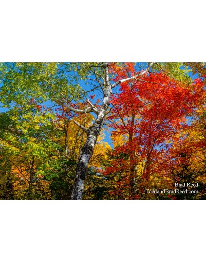 Tuesdays With Todd and Brad Reed (8133)