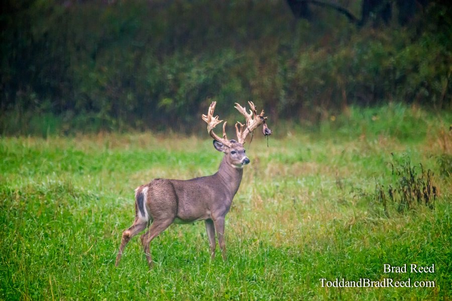 Legends Deer Ranch (8328)