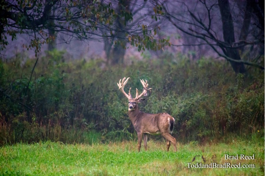 Legends Deer Ranch (8329)
