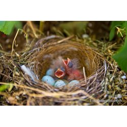 Baby Birds (8399)