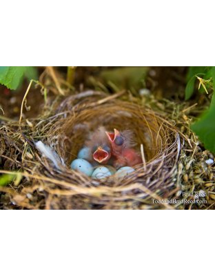 Baby Birds (8399)