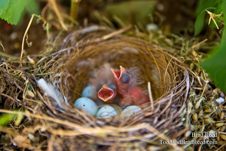 Baby Birds (8399)