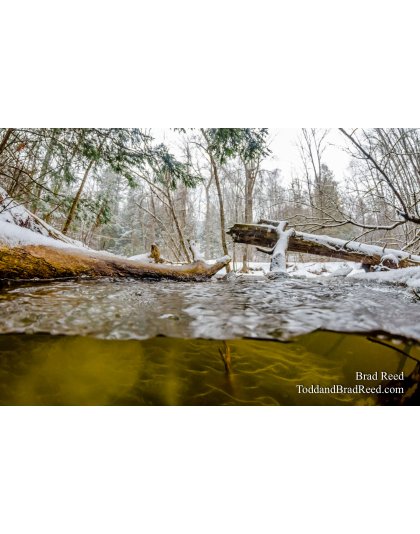 Underwater Lincoln River (8798)