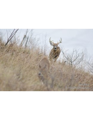 Tuesdays With Todd and Brad Reed (9199)