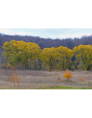 Tuesdays With Todd and Brad Reed (9228)