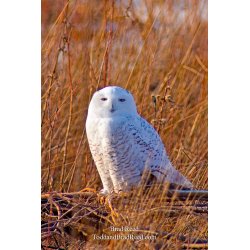 Snowy Owl Vertical (9993)