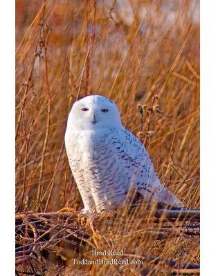 Snowy Owl Vertical (9993)