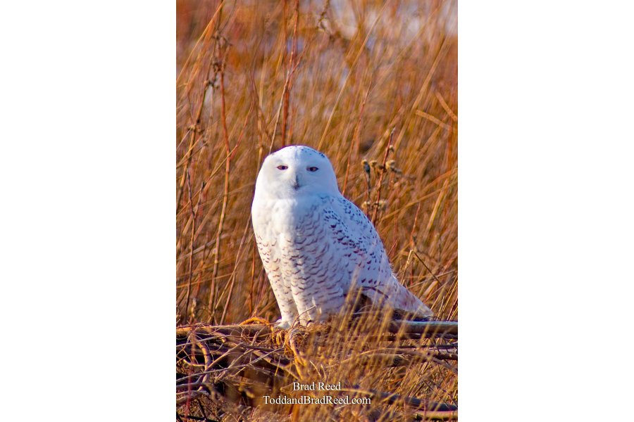 Snowy Owl Vertical (9993)