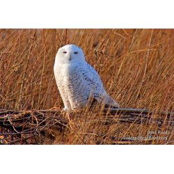 Snowy Owl (9993)