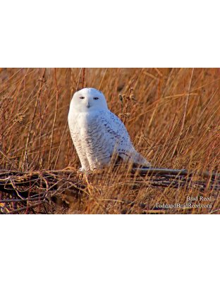 Snowy Owl (9993)