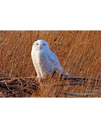 Snowy Owl (9993)