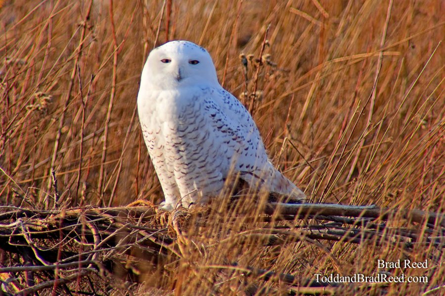 Snowy Owl (9993)
