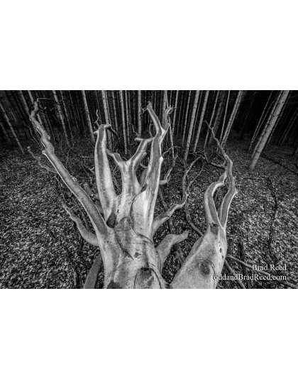 Brad's Beech Tree