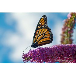 Butterfly (0226)